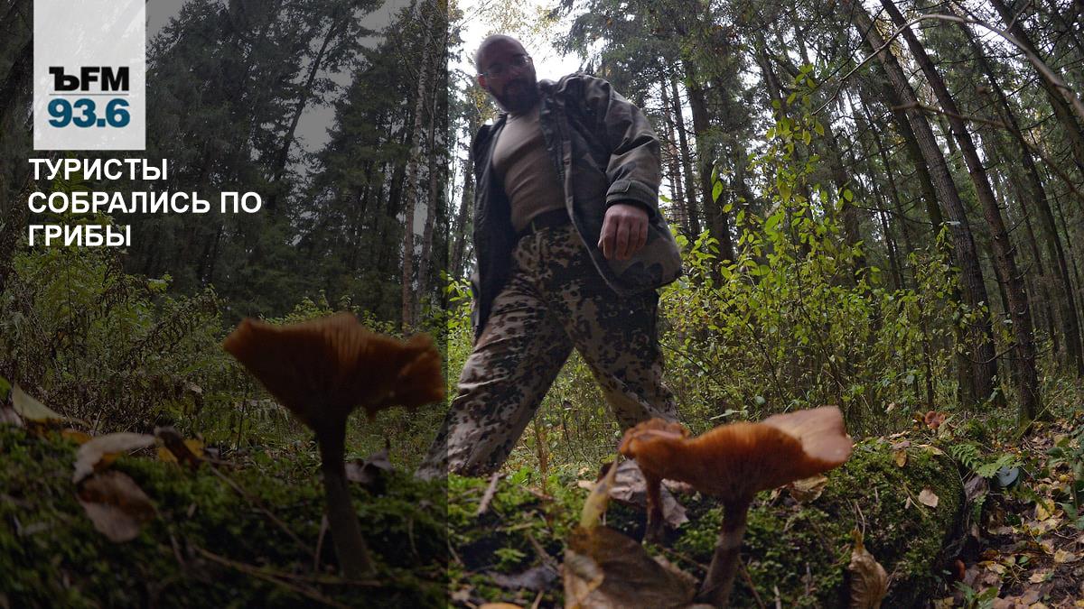 Tourists gathered to pick mushrooms – Kommersant FM