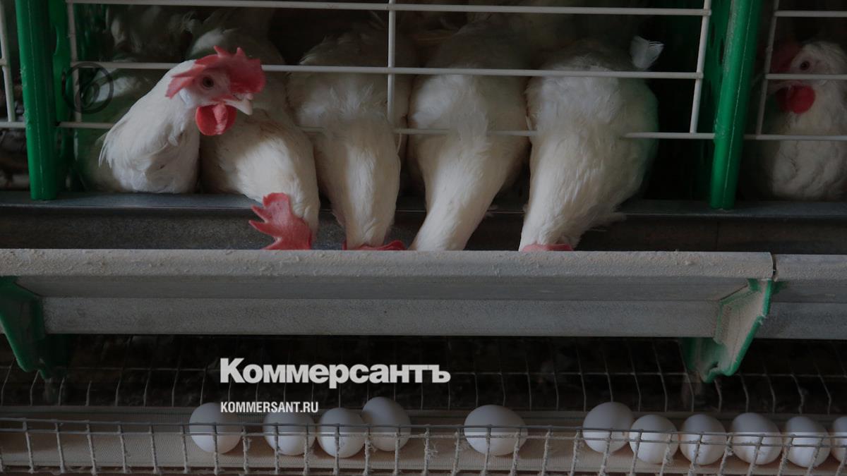 The Prosecutor General's Office will check egg producers due to rising prices - Kommersant