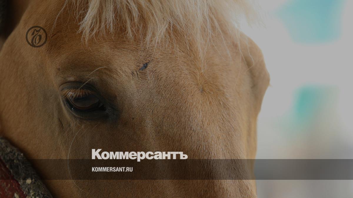 Ярославскую спортсменку дисквалифицировали за «избиение» лошади –  Коммерсантъ Ярославль