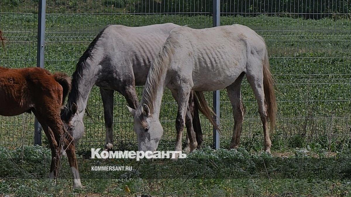 На конезаводе в Ставрополье лошадей заморили голодом – Коммерсантъ