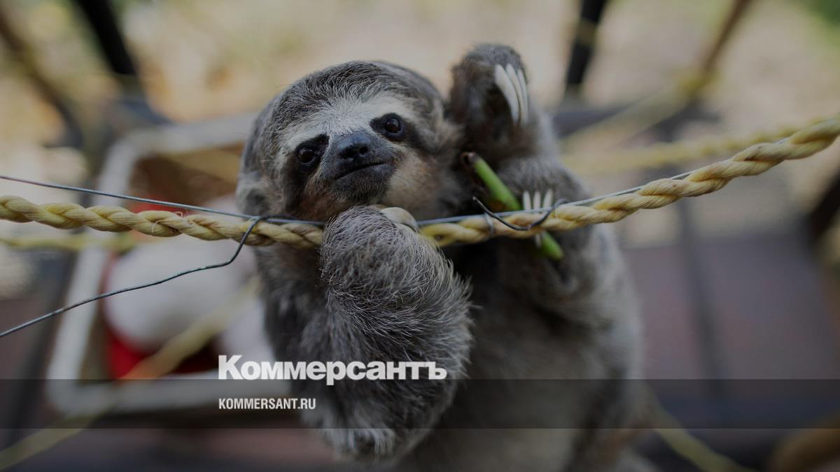 Во Флориде закрыли первый в мире парк ленивцев из-за массовой гибели животных