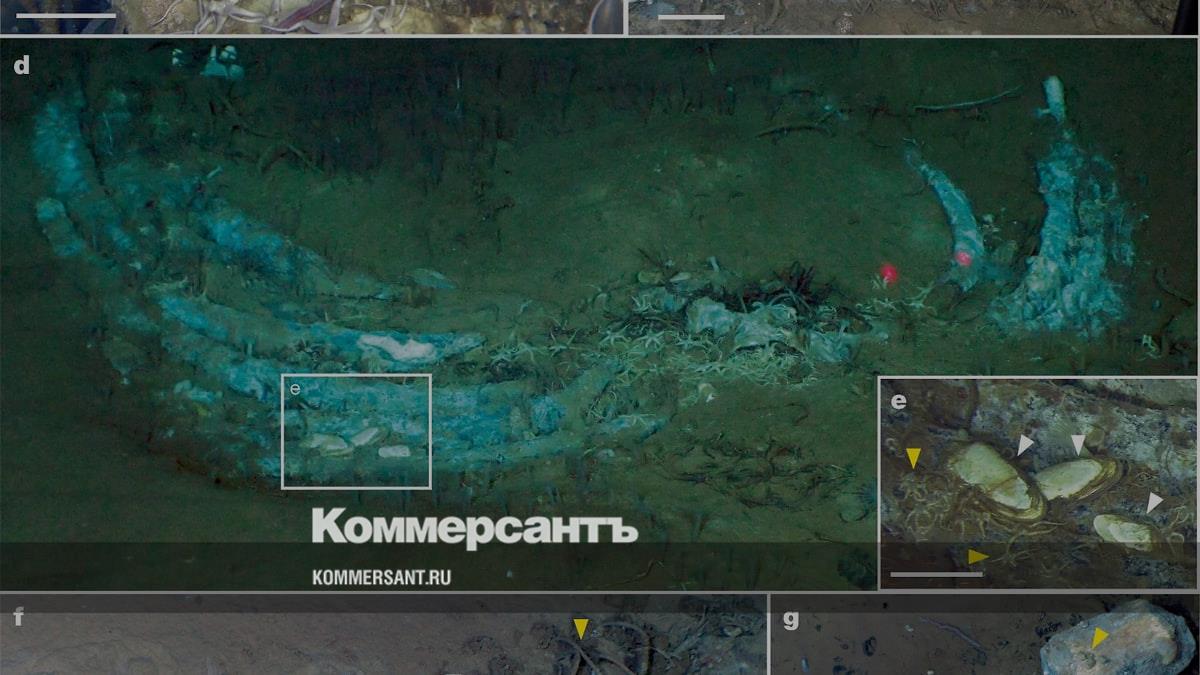 В Индийском океане обнаружили крупнейшее и древнейшее кладби