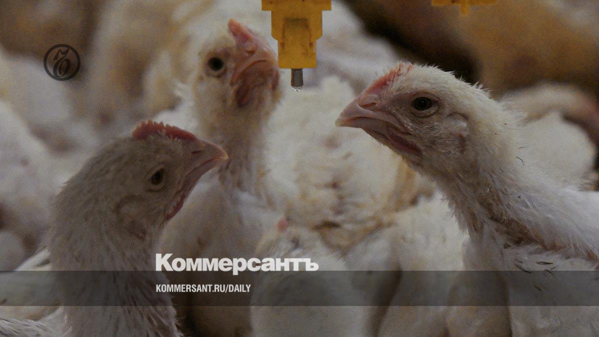 В России сокращается число компаний в птицеводстве