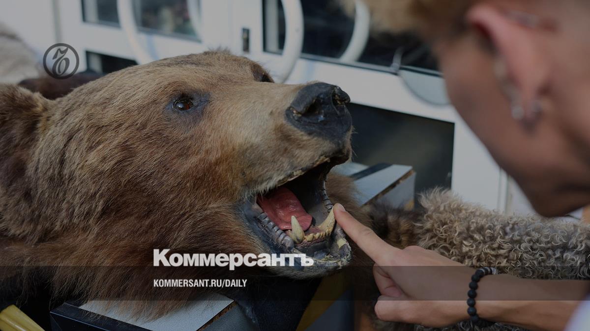 Фонд «Мир медведей» требует запретить охоту при растущей популяции