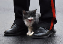 Ноябрь. Москва. Мокрый котенок между ботинок учащегося Суворовского училища