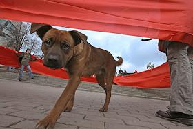 Несанкционированная акция сторонников движения 'Фронт-Эйд' в Новопушкинском сквере