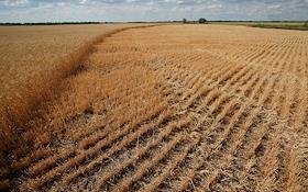 Уборка урожая в Хворостянском районе Самарской области