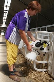 Коровы на ферме в селе Новокуровка Хворостянского района Самарской области