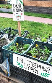 Общественный огород в пластмассовых ящиках во дворе жилого комплекса