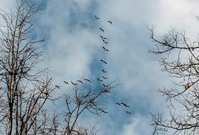 Экологический праздник «Скворцы прилетели» в Летнем саду