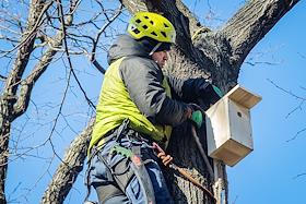 Экологический праздник «Скворцы прилетели» в Летнем саду