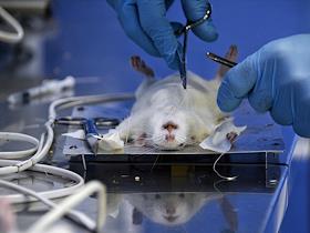 Операция на крысах в ходе медицинского исследования