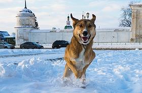 Виды Суздаля.(Публикация в декабре 2025 г. в Weekend)