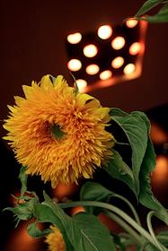 Интерьер ресторана 'Стейкс'