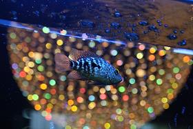 Интерьер ресторана 'Kyoto'