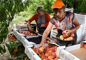 Жанровые фото. Сбор персиков в Крыму