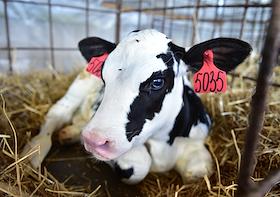 Работа сельскохозяйственного предприятия «Учхоз Тулинское» в Новосибирской области. На площадях предприятия, под руководством холдинга «МолСиб», созднан инновационный учебно-производственный центр по подготовке специалистов в сфере молочного животноводства