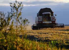 Зерноуборочный комбайн ACROS 585 собирает урожай зерновых культур в поле Ленинградской области