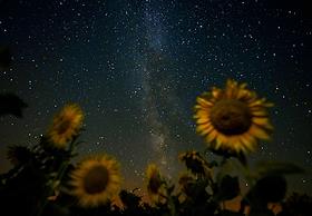 Урожай подсолнечника в Самарской области