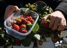 Уникальный агростартап по выращиванию садовой земляники фермера из Бахчисарайского района Эмиля Бариева