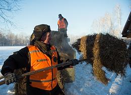 Genre photos. Views of the Novosibirsk region. Gamekeepers of the Ministry of Natural Resources and Ecology of the Novosibirsk Region during the arrangement of fodder fields, laying hay and salt to save and maintain the number of wild animals in the winter in the Tsentralny state nature reserve, Kolyvansky District, Novosibirsk Region