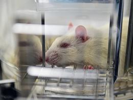 Work of the Institute of Cytology and Genetics of the Siberian Branch of the Russian Academy of Sciences in Novosibirsk. Scientists from the Institute of Cytology and Genetics of the Siberian Branch of the Russian Academy of Sciences bred 100 generations of domesticated gray rats. In another experiment on laboratory rats Scientists at the Institute of Cytology and Genetics, Siberian Branch of the Russian Academy of Sciences, in a series of experiments on hypertensive rats, discovered a number of genes responsible for the stress-induced form of arterial hypertension.