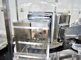 Работа Института цитологии и генетики СО РАН в Новосибирске. Ученые Института цитологии и генетики Сибирского отделения РАН (ИЦиГ, Новосибирск) вывели 100 поколений одомашненных серых крыс. В ходе другого экмперемента над лабораторными крысами Ученые Института цитологии и генетики Сибирского отделения РАН в ходе серии экспериментов на крысах-гипертониках обнаружили ряд генов, ответственных за обусловленную стрессом форму артериальной гипертонии