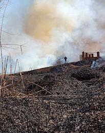 Consequences of controlled burning of reeds in order to prevent deliberate arson and fires on the banks of the Don and Azovka rivers