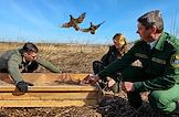 Release of the Red Book partridge in the Lomonosovsky district of the Leningrad region.