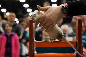 Выставка домашних животных в Экспофоруме