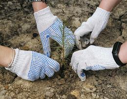 Planting seedlings in the forested area of ​​St. Petersburg