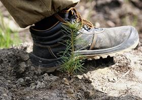 Посадка саженцев в лесопарковой зоне Санкт-Петербурга