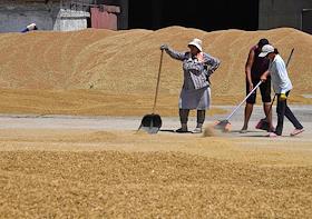 В Крыму началась массовая уборка зерновых