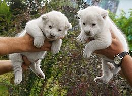 Genre photos. White lion cubs were born in the Taigan safari park in Crimea