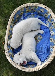 Genre photos. White lion cubs were born in the Taigan safari park in Crimea