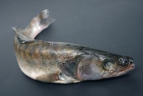 Судак. Рыба