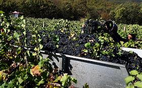 Сбор винограда на плантациях АО ПАО 'Массандра', для будущих вин и игристого