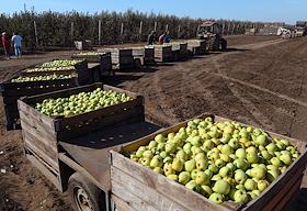 Работа акционерного общества Крымская фруктовая компания