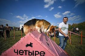 Забег с собаками – кросс «Быстрый пес» в парке «Битцевский лес»