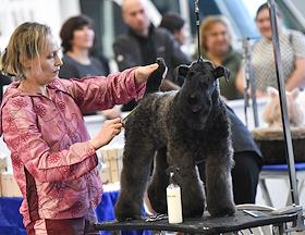 Фестиваль домашних животных 'Зоомир' в Международном выставочно-деловом центре «Сибирь»
