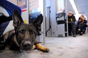 Презентация нового электропоезда «Ласточка» к юбилею снятия блокады Ленинграда