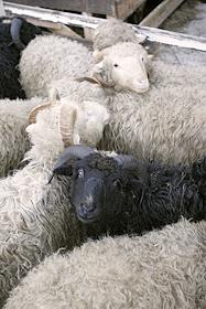 Обряд жертвоприношения во время празднования мусульманского праздника 'Курбан Байрам' в Казани