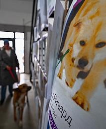 Exhibition of stray dogs and cats “We must take” at the Bread Factory