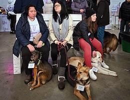 Exhibition of stray dogs and cats “We must take” at the Bread Factory