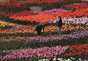 The traditional April Tulip Parade takes place in the Nikitsky Botanical Garden in Yalta