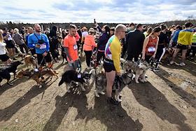 Race with dogs - cross-country 'Fast Dog' in the Bitsevsky Forest park