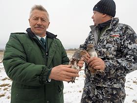 Выпуск в естественную среду обитания серой куропатки, в рамках программы восполнения популяции краснокнижных животных