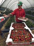 Strawberry harvest at the Sweet Strawberry greenhouse in the village of Kholmovka, Bakhchisaray district. The farm sells Crimean berries and sends them directly from the field to Moscow, St. Petersburg, Novosibirsk and Krasnoyarsk