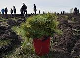 Экологическая акция по высадке деревьев «Посади лес» в поселке Краснозёрское, Новосибирской области. Экологи и волонтеры высадили 12 тысяч саженцев деревьев