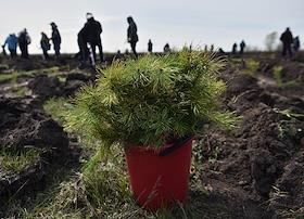 Экологическая акция по высадке деревьев «Посади лес» в поселке Краснозёрское, Новосибирской области. Экологи и волонтеры высадили 12 тысяч саженцев деревьев